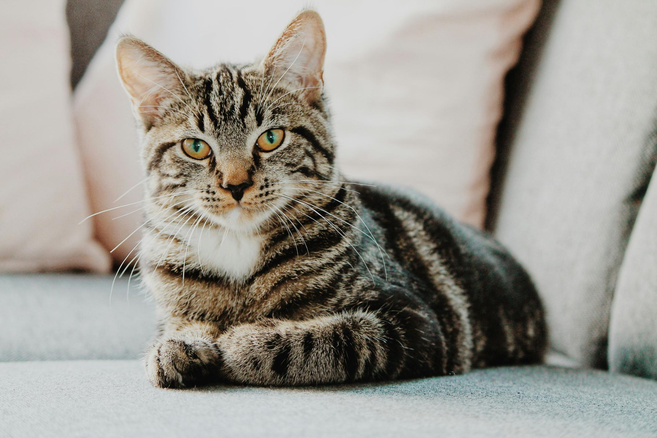 Sample image 1 - Cat